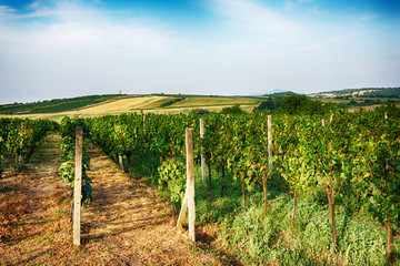 Fototapeta na wymiar czech vineyards from moravia