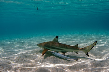 snorkeling with sharks in blue ocean of polynesia