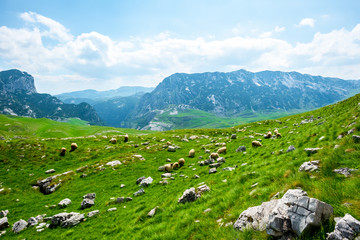 Fototapeta na wymiar beautiful view of flock of sheep grazing on valley in Durmitor massif, Montenegro