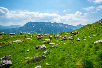 Fototapeta na wymiar flock of sheep grazing on valley with small stones in Durmitor massif, Montenegro