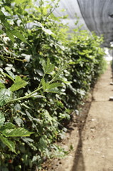 Fototapeta na wymiar Blackberry berries on bushes, varying degrees of maturity