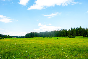 Obraz premium green valley with trees and cloudy sky in Durmitor massif, Montenegro