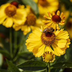 Autumn flowers in a garden