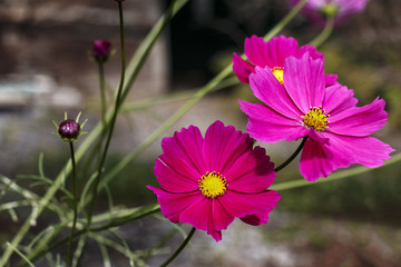 Autumn flowers in a garden