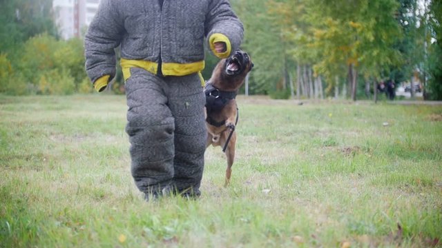 A Man Running Away From The Dog, The Dog Runs Behind Him. Running To The Camera. Slow Motion