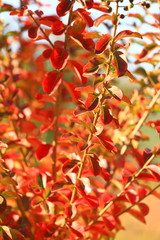 Fototapeta premium Fall is coming in forest 