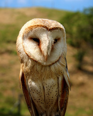 Portrait of a barn owl (Tyto alba) with beautiful white and brown colour