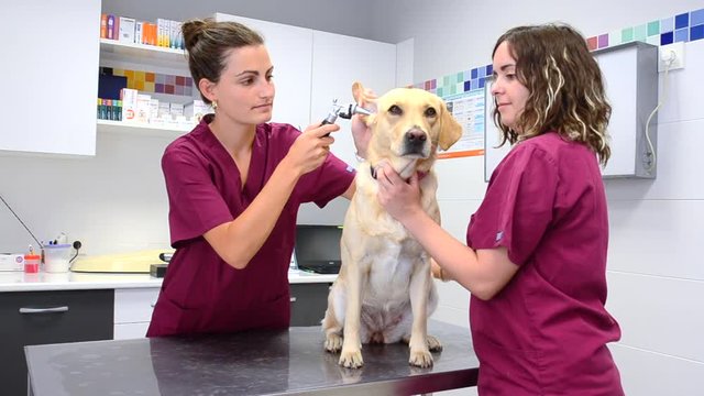 Hearing checkup of a dog in veterinary clinic