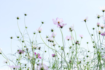 Fototapeta premium ピンクのコスモスの花