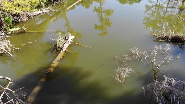 Drone footage of turtle swimming quickly away in the San Jacinto River near Houston, Texas