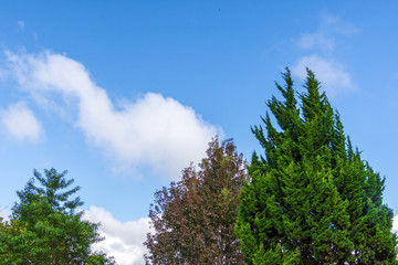 Fototapeta na wymiar Beautiful tree landscape with cloud sky background.