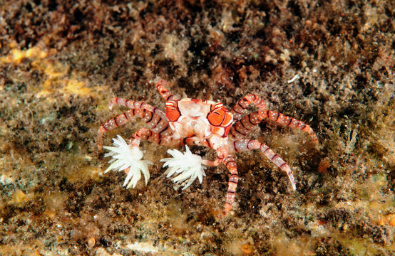 Boxer crab, Lybia tesselata, with defensive anemones attached her arms. Bali Indonesia.