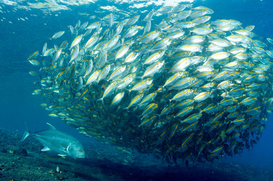 Giant trevally, Caranx ignobilis, preying on Smoothtail trevallies, Selaroides leptalopsis, Bali Indonesia.