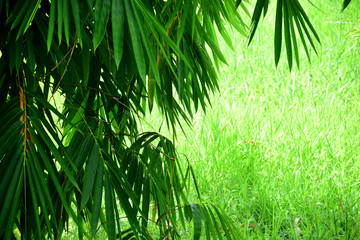 Bamboo tree with grass in sun light natural background