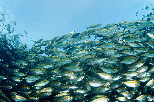 Smoothtail trevallies, Selaroides leptalopsis, Bali Indonesia.
