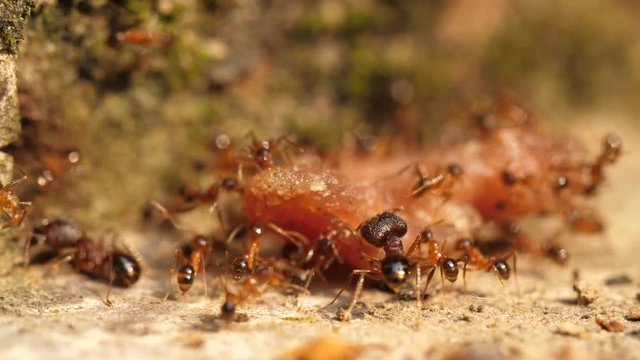 Group of ants carrying food to their cave nest, 4k