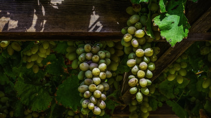 green grapes in the vineyard - full daylight - with shadows