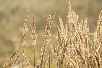Fototapeta premium sunlit blades of grass on a dewy meadow
