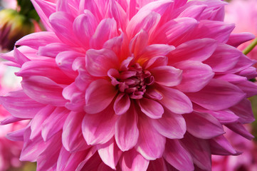 dahlia pink flower