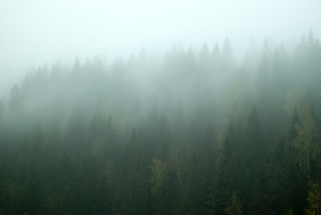Blurred landscape - gloomy mountain forest covered with fog