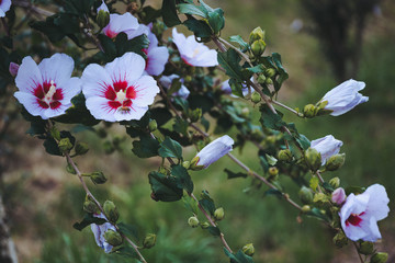 Rose of Sharon