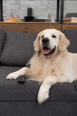 cute golden retriever lying on couch with tv remote control