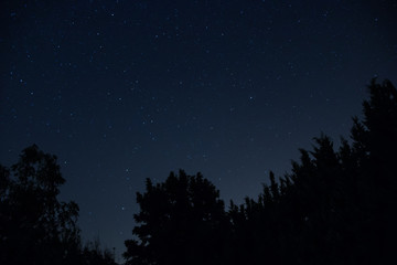Starry blue night sky behind the silhouette of the pines