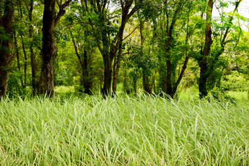 Fototapeta premium Green tree with grass in forest beautiful landscape