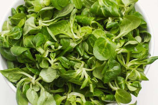 Can&oacute;nigos vista de cerca 