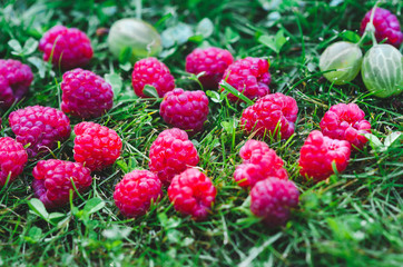 fresh raspberries in the garden