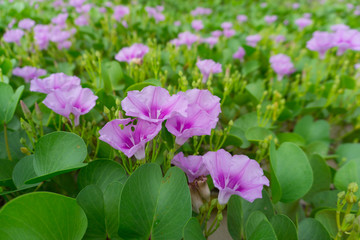 Fototapeta premium Blooming Morning Glory flowers on the beach