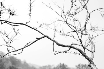 Dry tree branch isolated