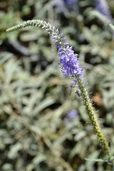 Spiked speedwell