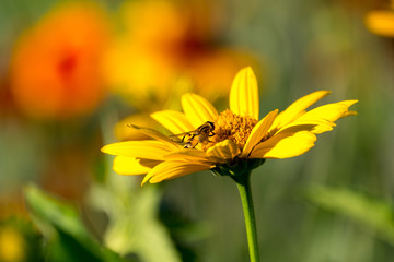 one flower gerbera in the foreground, background blurred green trees and flowers in the garden, summer Sunny day