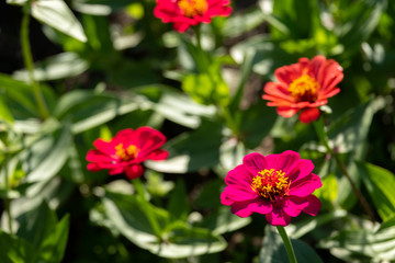 flowers called zinia growing on a garden bed in a summer Park in the background blurred other flowers for decoration