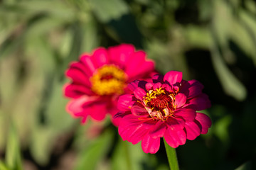 Obraz premium two red beautiful flowers under the bright sun, flowers called cinia grow in the garden under