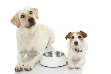 TWO DOGS WAITING FOR EAT WITH ITS EMPTY BOWL FOOD  BETTWEEN THEM. ISOLATED AGAINST WHITE BACKGROUND WITH COPY SPACE