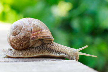 the snail crawls on a wooden background in the garden