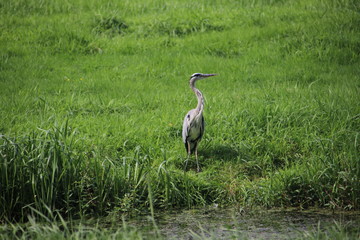 Heron searching for prey along the side of a ditch in a meadow in Boskoop, the Netherlands.