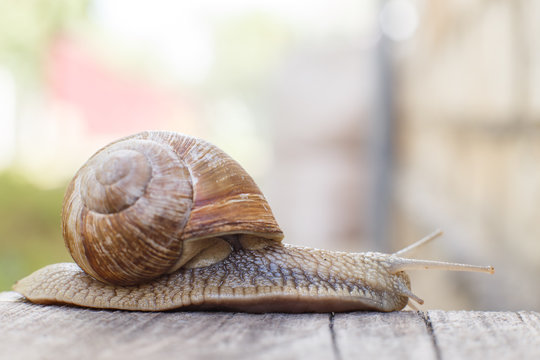 the snail crawls on a wooden background in the garden