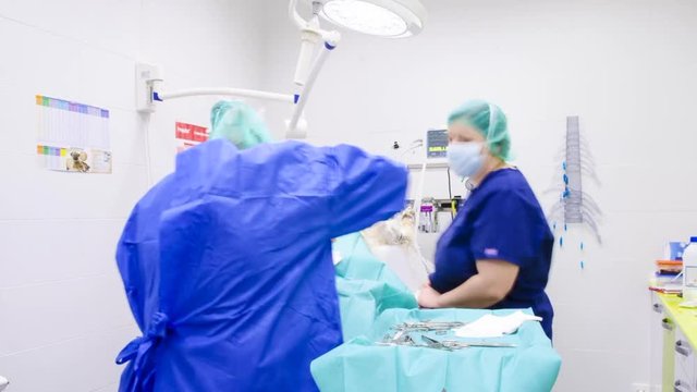 Time lapse of a veterinary surgeons team operating a dog