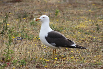 seagull in the harbor district of Rotterdam in the Netherlands which are giving annoyance