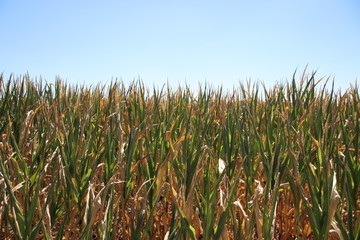 Obraz premium Brown dried fields caused by the dryness of the summer of 2018 in the Netherlands.