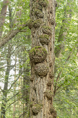 Baum voller Kreb