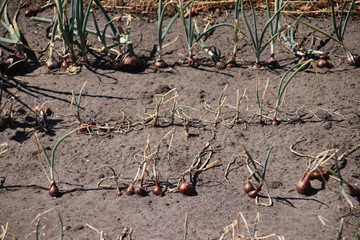 onions on a field in Oldebroek which are dryed out due to dry summer of 2018 in the Netherlands.