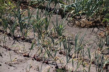 onions on a field in Oldebroek which are dryed out due to dry summer of 2018 in the Netherlands.