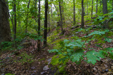 Autmn Forest Lanscape Changing Seasons 