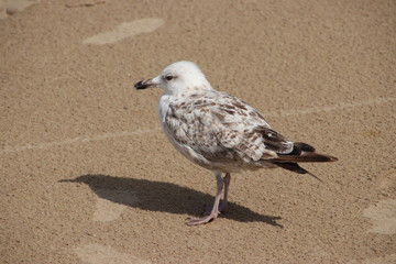 seagull in the harbor district of Rotterdam in the Netherlands which are giving annoyance