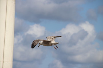 seagull in the harbor district of Rotterdam in the Netherlands which are giving annoyance