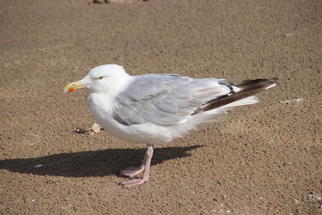 seagull in the harbor district of Rotterdam in the Netherlands which are giving annoyance